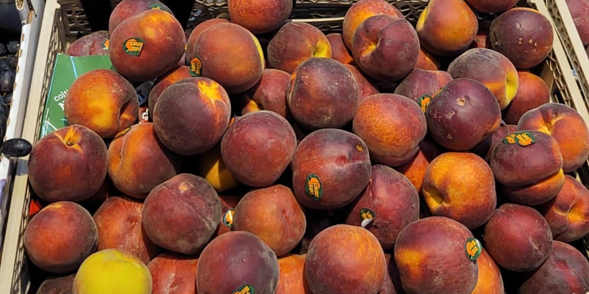 Colta matura, il progetto di Coop rispetta i tempi della natura